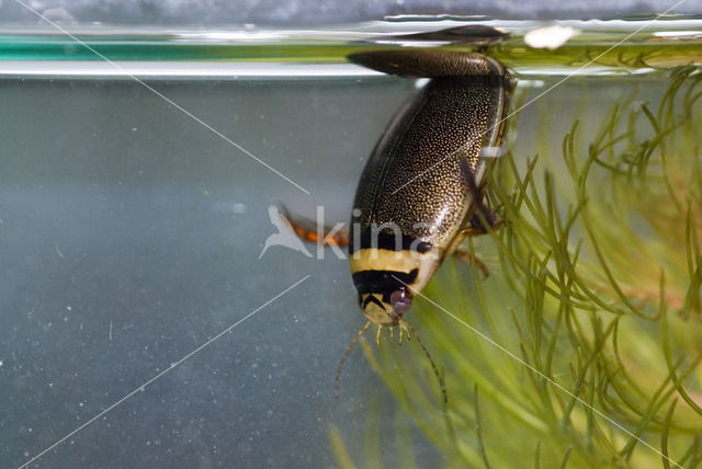 Gestreepte waterroofkever (Graphoderus bilineatus)