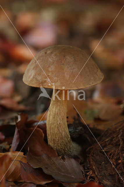 Gewone berkenboleet (Leccinum scabrum)