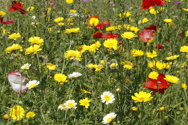 Gewone klaproos (Papaver rhoeas)