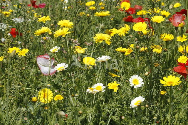 Gewone klaproos (Papaver rhoeas)