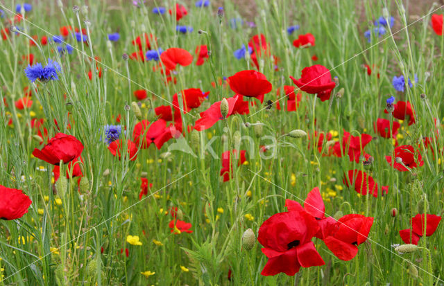 Gewone klaproos (Papaver rhoeas)