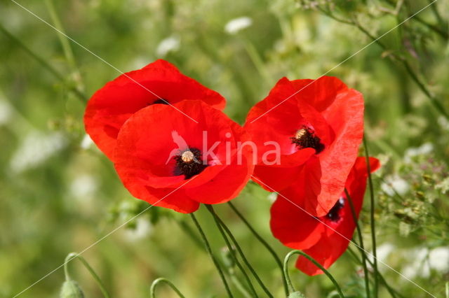 Gewone klaproos (Papaver rhoeas)