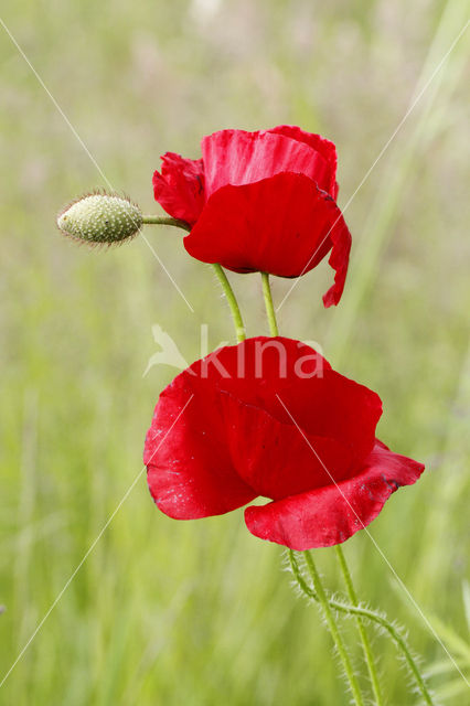 Gewone klaproos (Papaver rhoeas)