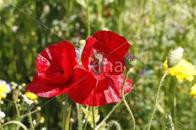 Gewone klaproos (Papaver rhoeas)