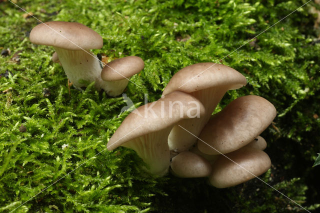 Gewone oesterzwam (Pleurotus ostreatus)