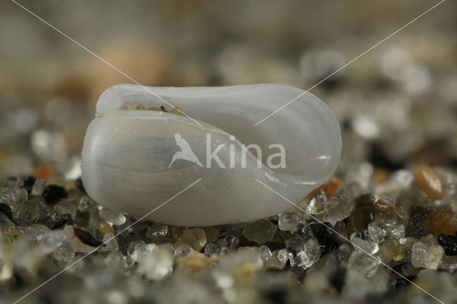 Blunt Bubble-shell (Retusa obtusa)