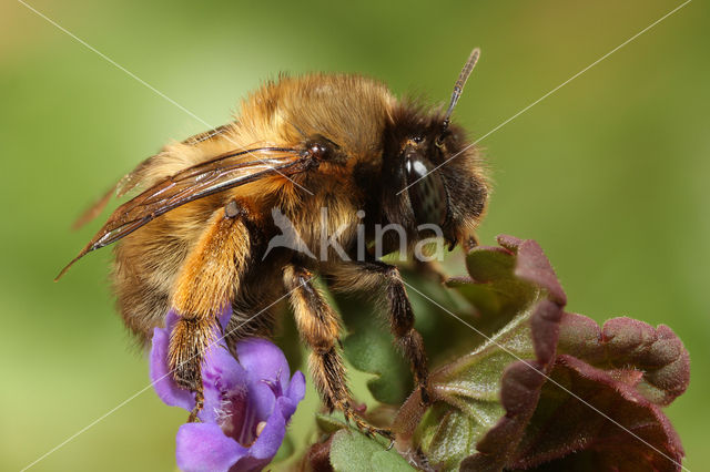 Gewone sachembij (Anthophora plumipes)