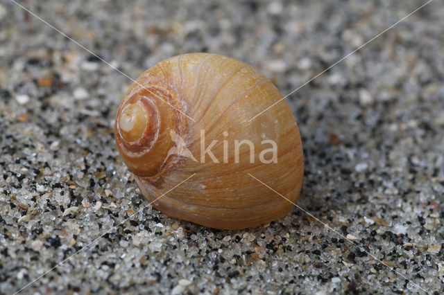 Large Necklace-shell (Euspira catena)