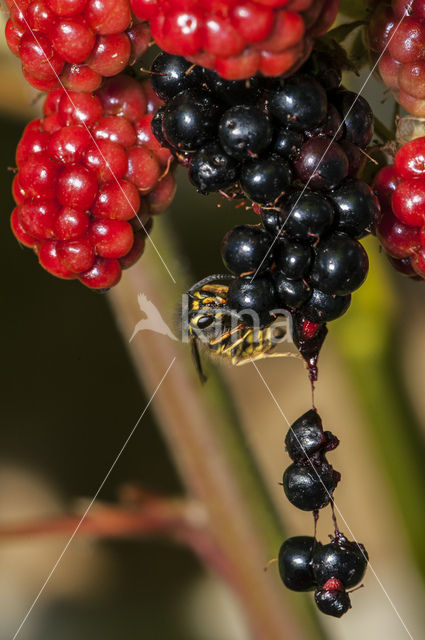 Gewone wesp (Vespula vulgaris)