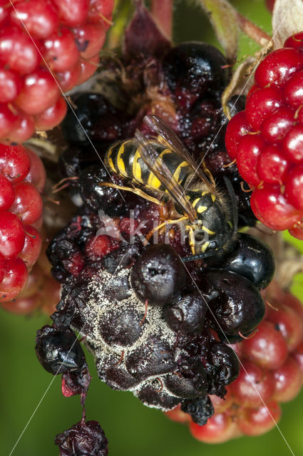 Gewone wesp (Vespula vulgaris)