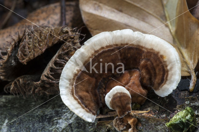 Gewoon elfenbankje (Trametes versicolor)