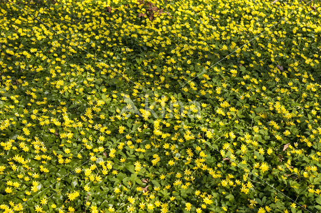 Gewoon speenkruid (Ranunculus ficaria subsp. bulbilifer)