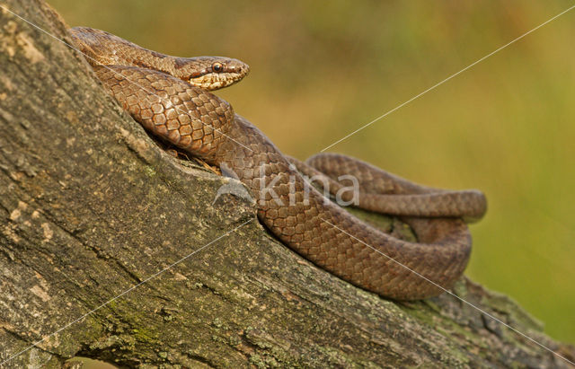 Smooth Snake (Coronella austriaca)