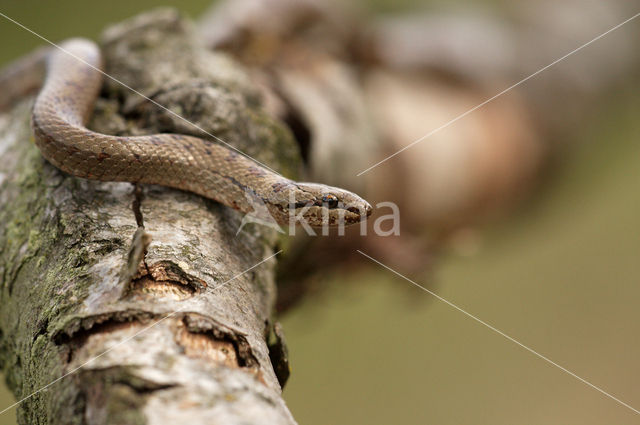 Gladde slang (Coronella austriaca)