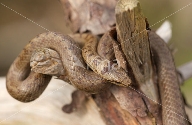 Gladde slang (Coronella austriaca)