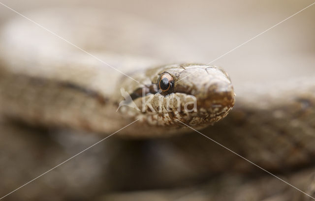 Smooth Snake (Coronella austriaca)