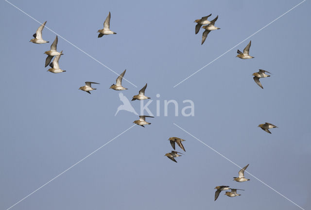 Golden Plover (Pluvialis apricaria)