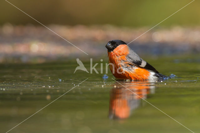 Eurasian Bullfinch (Pyrrhula pyrrhula)