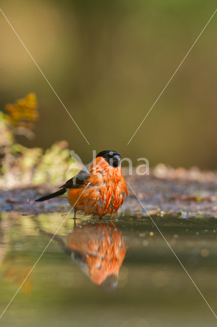 Eurasian Bullfinch (Pyrrhula pyrrhula)