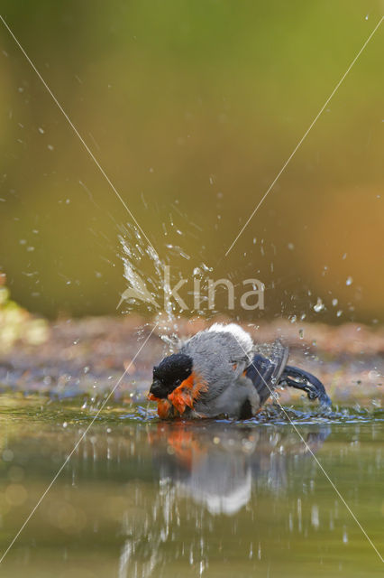 Eurasian Bullfinch (Pyrrhula pyrrhula)