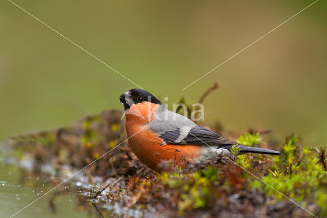 Eurasian Bullfinch (Pyrrhula pyrrhula)