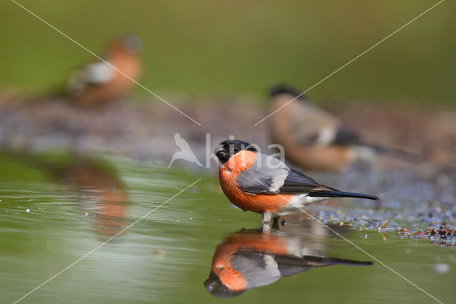 Eurasian Bullfinch (Pyrrhula pyrrhula)