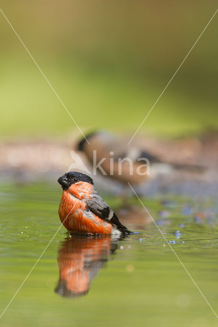 Eurasian Bullfinch (Pyrrhula pyrrhula)