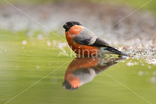 Eurasian Bullfinch (Pyrrhula pyrrhula)