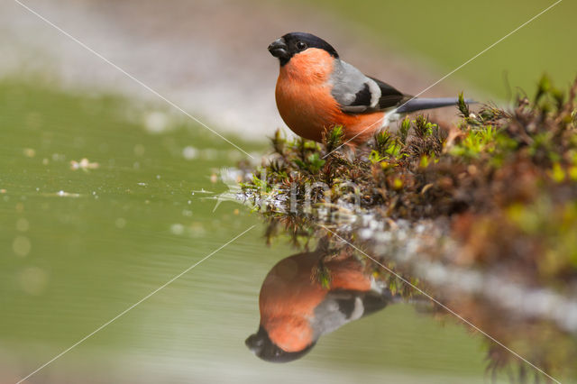 Eurasian Bullfinch (Pyrrhula pyrrhula)