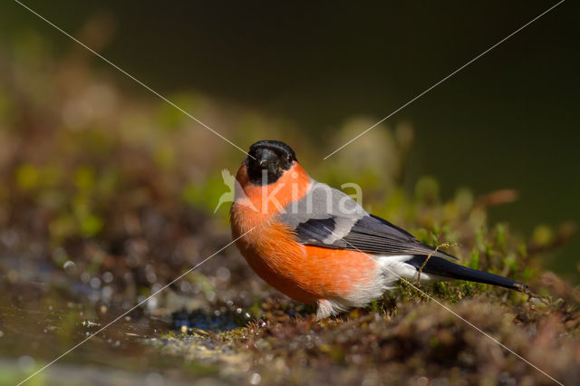 Eurasian Bullfinch (Pyrrhula pyrrhula)