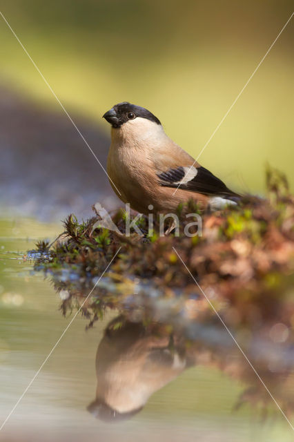 Eurasian Bullfinch (Pyrrhula pyrrhula)