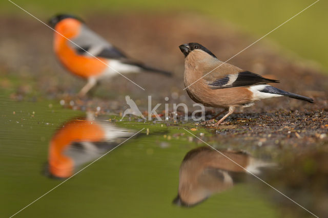 Eurasian Bullfinch (Pyrrhula pyrrhula)