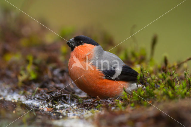 Eurasian Bullfinch (Pyrrhula pyrrhula)