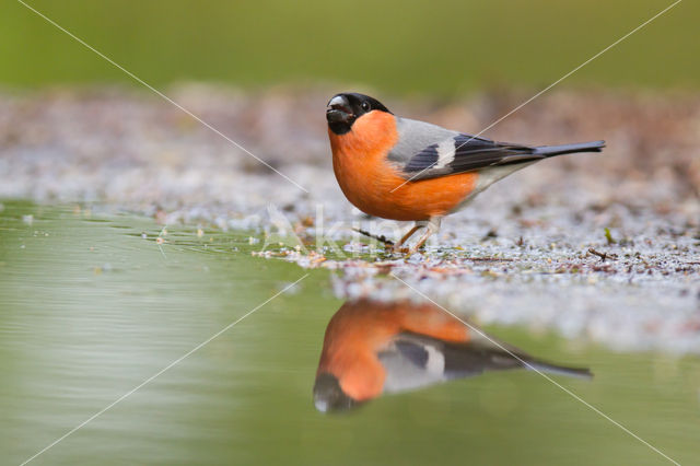 Eurasian Bullfinch (Pyrrhula pyrrhula)