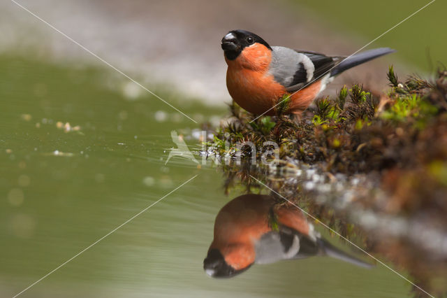 Eurasian Bullfinch (Pyrrhula pyrrhula)