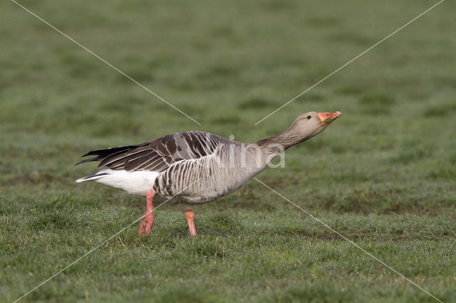 Grey Lag-Goose (Anser anser)