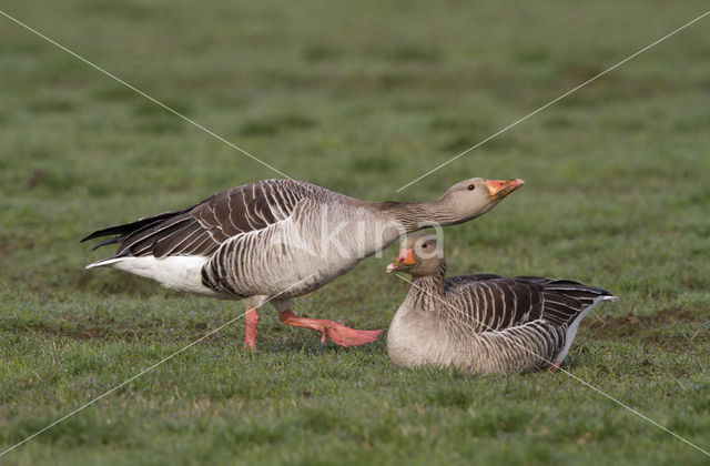 Grey Lag-Goose (Anser anser)