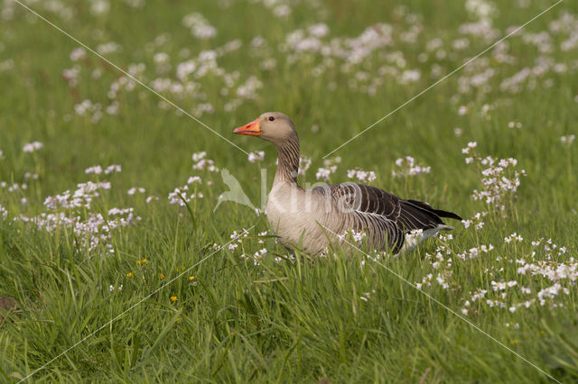 Grauwe Gans (Anser anser)