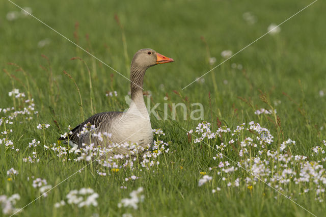 Grey Lag-Goose (Anser anser)