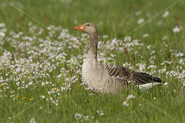 Grauwe Gans (Anser anser)