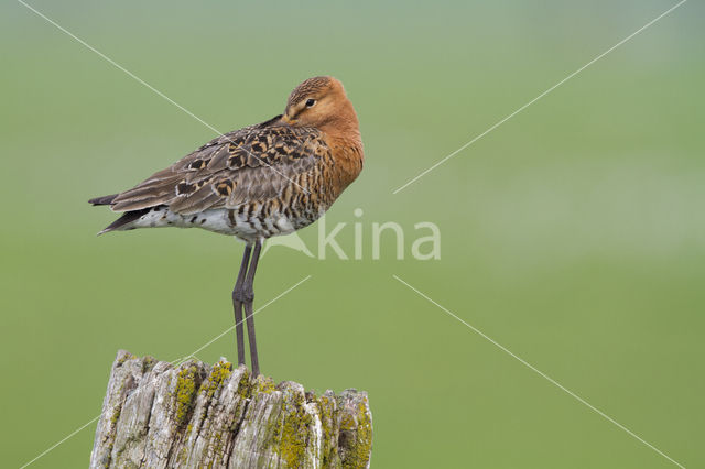 Black-tailed Godwit (Limosa limosa)