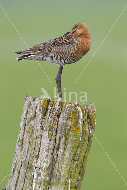 Black-tailed Godwit (Limosa limosa)