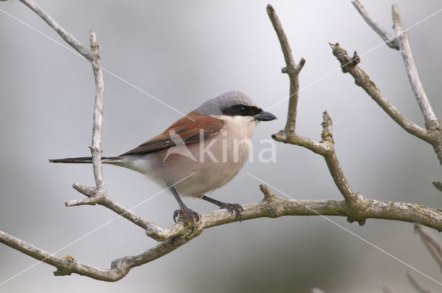 Grauwe Klauwier (Lanius collurio)