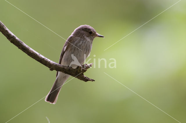 Grauwe Vliegenvanger (Muscicapa striata)