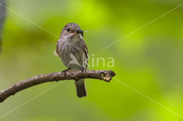 Spotted Flycatcher (Muscicapa striata)