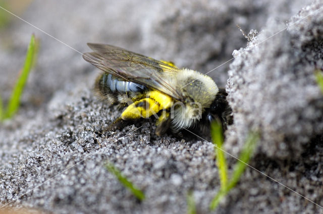 Grijze zandbij (Andrena vaga)