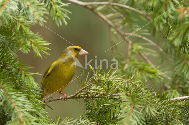 European Greenfinch (Carduelis chloris)