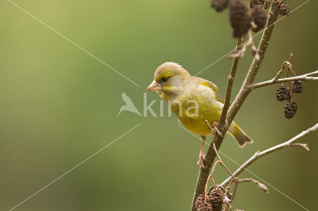 European Greenfinch (Carduelis chloris)