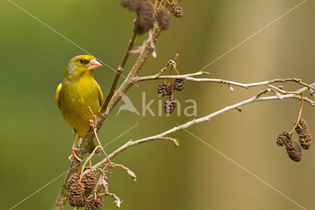 Groenling (Carduelis chloris)