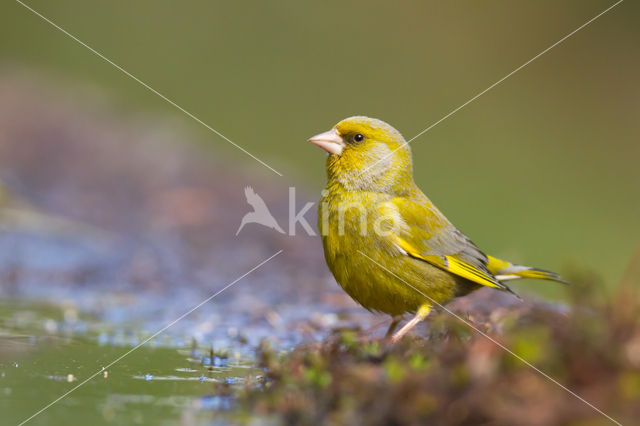 Groenling (Carduelis chloris)